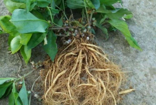 四葉參 市場價值高昂，農民種植意愿為何低迷？